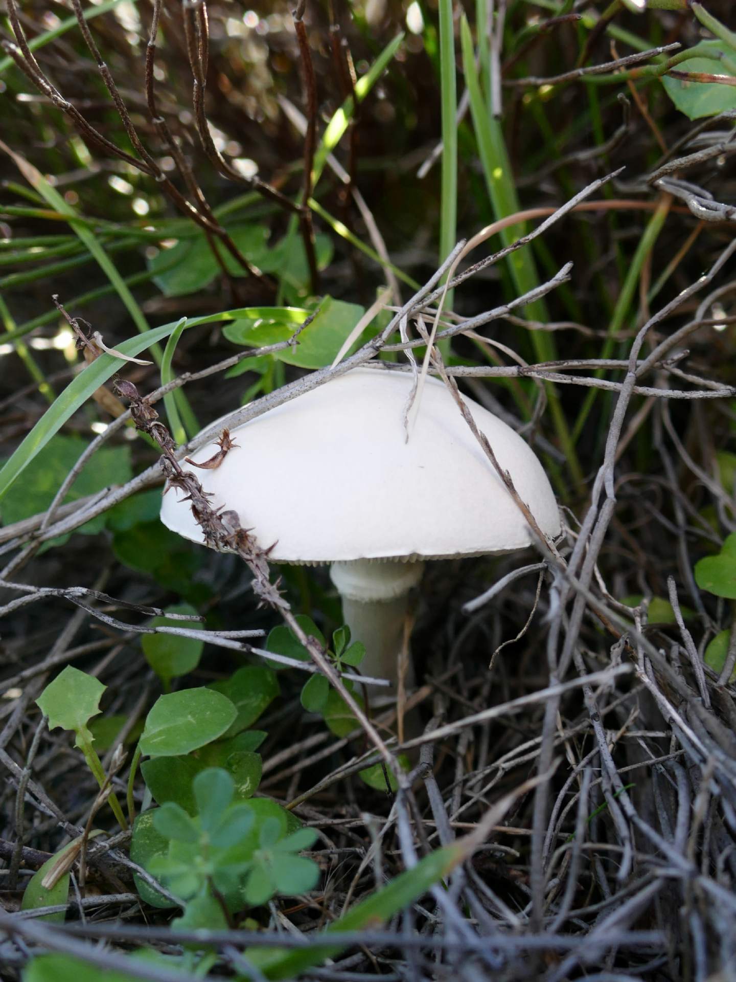 Fungo da determinare